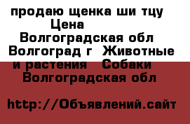 продаю щенка ши-тцу › Цена ­ 7 000 - Волгоградская обл., Волгоград г. Животные и растения » Собаки   . Волгоградская обл.